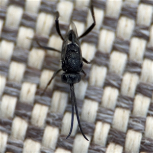 Acanthinevania sp. (genus) at Greenleigh, NSW - 24 Oct 2024