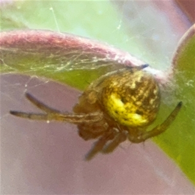 Araneus albotriangulus (White-triangle orb weaver) at Greenleigh, NSW - 24 Oct 2024 by Hejor1