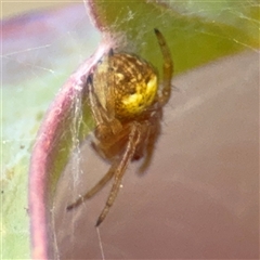 Araneus albotriangulus at Greenleigh, NSW - 24 Oct 2024