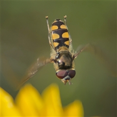 Melangyna viridiceps (Hover fly) at Greenleigh, NSW - 24 Oct 2024 by Hejor1