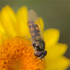 Melangyna viridiceps at Greenleigh, NSW - 24 Oct 2024