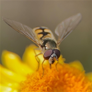 Melangyna viridiceps at Greenleigh, NSW - 24 Oct 2024 04:52 PM