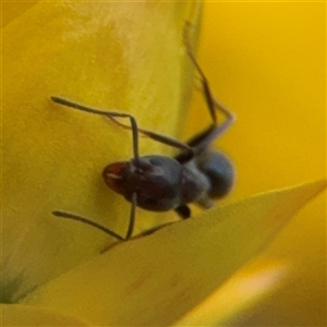 Iridomyrmex sp. (genus) at Greenleigh, NSW - 24 Oct 2024 04:53 PM