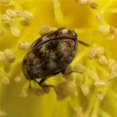 Anthrenus verbasci (Varied or Variegated Carpet Beetle) at Greenleigh, NSW - 24 Oct 2024 by Hejor1