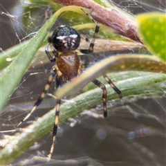 Araneus albotriangulus (White-triangle orb weaver) at Greenleigh, NSW - 24 Oct 2024 by Hejor1