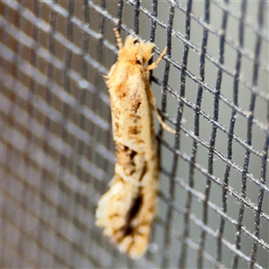 Moerarchis inconcisella at Greenleigh, NSW - 24 Oct 2024