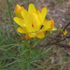 Xerochrysum viscosum at Symonston, ACT - 22 Oct 2024 06:46 PM