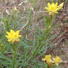 Xerochrysum viscosum at Symonston, ACT - 22 Oct 2024