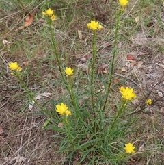 Xerochrysum viscosum at Symonston, ACT - 22 Oct 2024 06:46 PM