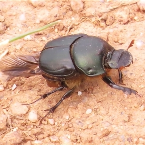 Onthophagus sp. (genus) at Strathnairn, ACT - 23 Oct 2024