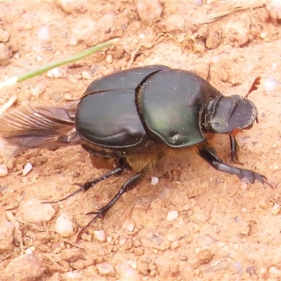 Onthophagus sp. (genus) (Dung beetle) at Strathnairn, ACT - 22 Oct 2024 by JohnBundock