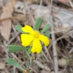 Hibbertia obtusifolia (Grey Guinea-flower) at Weetangera, ACT - 23 Oct 2024 by sangio7