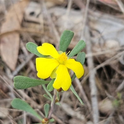 Hibbertia obtusifolia (Grey Guinea-flower) at Weetangera, ACT - 23 Oct 2024 by sangio7