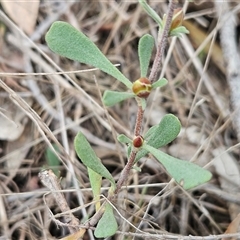 Hibbertia obtusifolia at Weetangera, ACT - 23 Oct 2024 02:04 PM