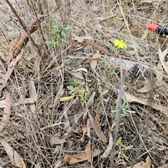 Hibbertia obtusifolia at Weetangera, ACT - 23 Oct 2024