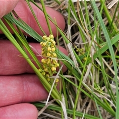 Lomandra filiformis subsp. filiformis (Wattle Matrush) at Weetangera, ACT - 23 Oct 2024 by sangio7