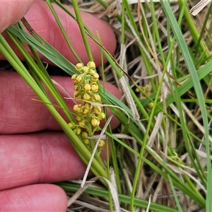 Lomandra filiformis subsp. filiformis at Weetangera, ACT - 23 Oct 2024