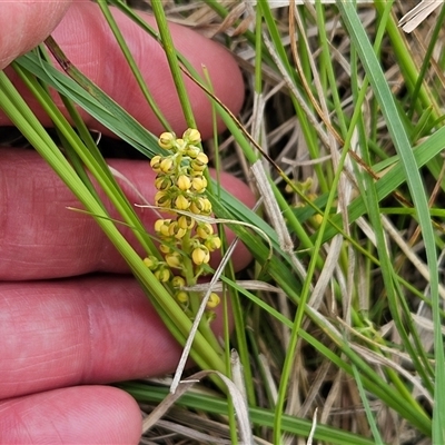 Lomandra filiformis subsp. filiformis (Wattle Matrush) at Weetangera, ACT - 23 Oct 2024 by sangio7