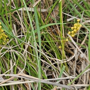 Lomandra filiformis subsp. filiformis at Weetangera, ACT - 23 Oct 2024