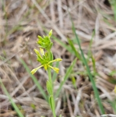 Pimelea curviflora (Curved Rice-flower) at Weetangera, ACT - 23 Oct 2024 by sangio7