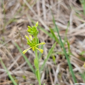 Pimelea curviflora at Weetangera, ACT - 23 Oct 2024