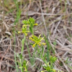 Pimelea curviflora at Weetangera, ACT - 23 Oct 2024