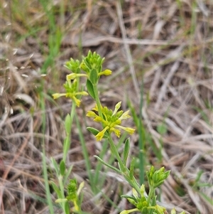 Pimelea curviflora at Weetangera, ACT - 23 Oct 2024