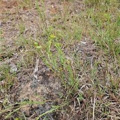 Pimelea curviflora at Weetangera, ACT - 23 Oct 2024