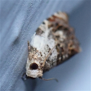 Acroceuthes metaxanthana at Turner, ACT - 22 Oct 2024 08:13 PM