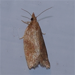 Tortricinae (subfamily) (A tortrix moth) at Turner, ACT - 22 Oct 2024 by ConBoekel
