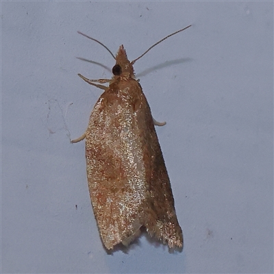 Tortricinae (subfamily) (A tortrix moth) at Turner, ACT - 22 Oct 2024 by ConBoekel