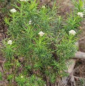 Cassinia aculeata subsp. aculeata at Weetangera, ACT - 23 Oct 2024