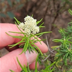 Cassinia aculeata subsp. aculeata at Weetangera, ACT - 23 Oct 2024