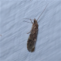 Unidentified Lacewing (Neuroptera) at Turner, ACT - 22 Oct 2024 by ConBoekel