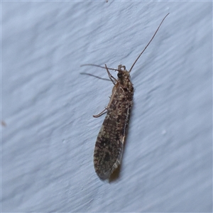 Trichoptera (order) at Turner, ACT - 22 Oct 2024 08:17 PM