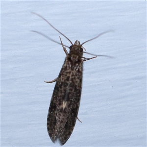 Trichoptera (order) at Turner, ACT - 22 Oct 2024 08:17 PM