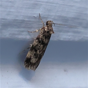 Barea zygophora at Turner, ACT - 22 Oct 2024 08:22 PM