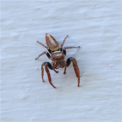 Opisthoncus sp. (genus) (Opisthoncus jumping spider) at Turner, ACT - 24 Oct 2024 by ConBoekel