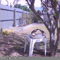 Anthochaera carunculata (Red Wattlebird) at North Albury, NSW - 14 Oct 2024 by Darcy