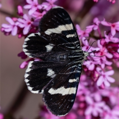 Phalaenoides glycinae (Grapevine Moth) at Wallaroo, NSW - 24 Oct 2024 by Jek