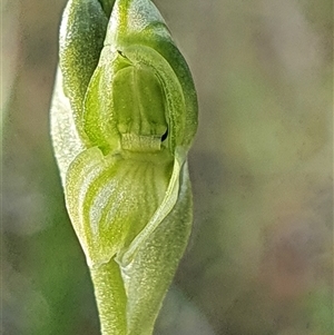 Hymenochilus sp. at suppressed - suppressed