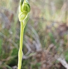 Hymenochilus sp. at suppressed - 24 Oct 2024