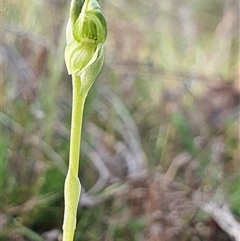 Hymenochilus (genus) at Yarralumla, ACT - suppressed