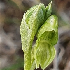 Hymenochilus sp. at suppressed - 24 Oct 2024