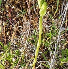 Hymenochilus (genus) at Yarralumla, ACT - suppressed