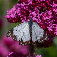 Belenois java (Caper White) at Wallaroo, NSW - 23 Oct 2024 by Jek