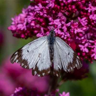 Belenois java (Caper White) at Wallaroo, NSW - 24 Oct 2024 by Jek