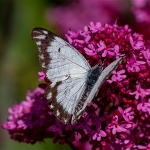 Belenois java at Wallaroo, NSW - 24 Oct 2024