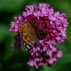 Vanessa kershawi (Australian Painted Lady) at Wallaroo, NSW - 23 Oct 2024 by Jek