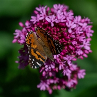 Vanessa kershawi (Australian Painted Lady) at Wallaroo, NSW - 24 Oct 2024 by Jek